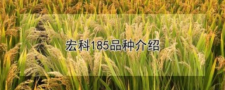 宏科185品种介绍,第1图