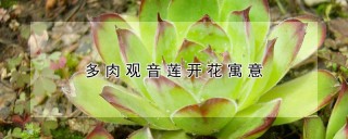 多肉观音莲开花寓意,第1图