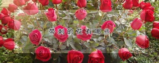 带刺的花有哪些,第1图