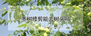 枣树修剪能去树头吗,第1图