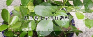 九里香小苗怎样造型,第1图