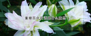 重瓣百合花语是什么意思,第1图