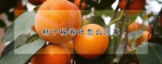 柿子秧卷叶怎么回事,第1图