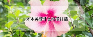 木本芙蓉什么时候扦插,第1图