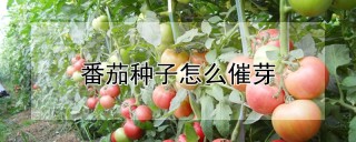 番茄种子怎么催芽,第1图