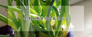 冬季大葱室内盆栽的方法,第1图