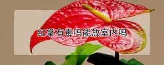 红掌有毒吗能放室内吗,第1图