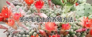 多肉毛毛虫的养殖方法,第1图