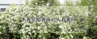 木香花的香味对人有害吗,第1图