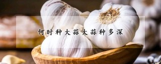 何时种大蒜大蒜种多深,第1图