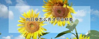 向日葵怎么养才不会枯萎,第1图