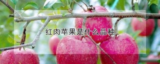 红肉苹果是什么品种,第1图