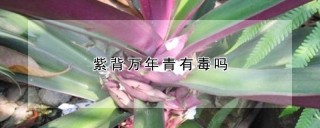 紫背万年青有毒吗,第1图