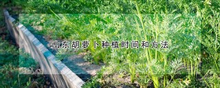 山东胡萝卜种植时间和方法,第1图