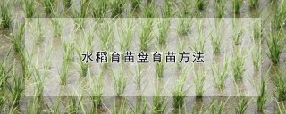 水稻育苗盘育苗方法,第1图