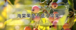 海棠果是不是小苹果,第1图