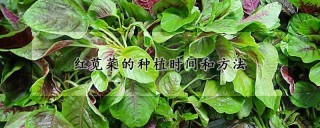 红苋菜的种植时间和方法,第1图