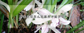 野生兰花怎么在家养才能开花,第1图