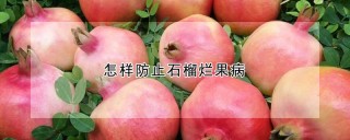 怎样防止石榴烂果病,第1图