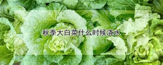 秋季大白菜什么时候浇水,第1图