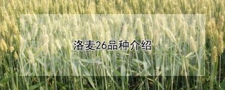 洛麦26品种介绍,第1图