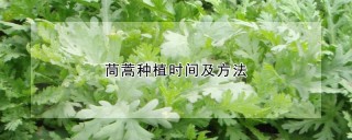 茼蒿种植时间及方法,第1图