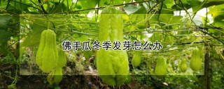 佛手瓜冬季发芽怎么办,第1图