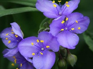 紫罗兰怎么种，紫罗兰种子的种植方法,第4图