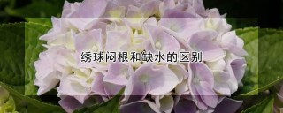 绣球闷根和缺水的区别,第1图