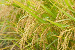水稻常见病虫害有哪些,第3图