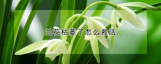 兰花枯萎了怎么救活,第1图