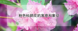 粉色杜鹃花的寓意和象征,第1图