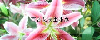 百合花长虫咋办,第1图