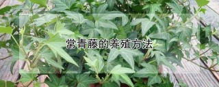 常青藤的养殖方法,第1图