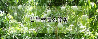 芒果树怎么修剪,第1图