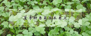 夏季种香菜技术要点,第1图