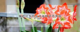 朱顶红为什么只长叶子不开花,第1图