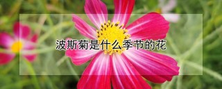 波斯菊是什么季节的花,第1图