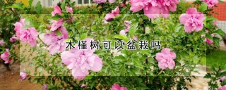 木槿树可以盆栽吗,第1图