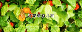 灯笼草有几种,第1图