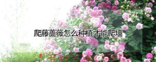 爬藤蔷薇怎么种植才能爬墙,第1图