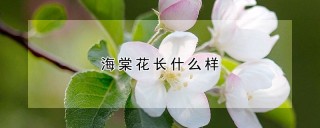 海棠花长什么样,第1图