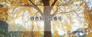 银杏别名与雅号,第1图