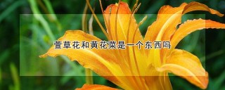 萱草花和黄花菜是一个东西吗,第1图