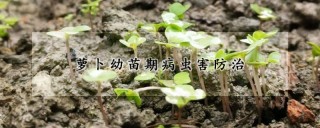 萝卜幼苗期病虫害防治,第1图