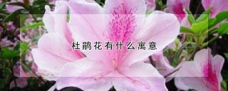 杜鹃花有什么寓意,第1图