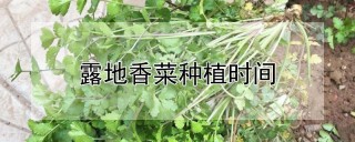 露地香菜种植时间,第1图