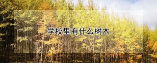 学校里有什么树木,第1图