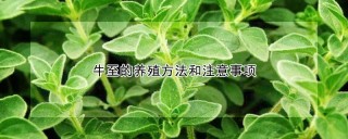 牛至的养殖方法和注意事项,第1图