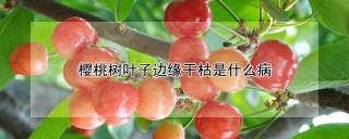 樱桃树叶子边缘干枯是什么病,第1图